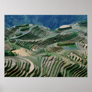 Póster Paisaje de terrazas de arroz en la montaña,