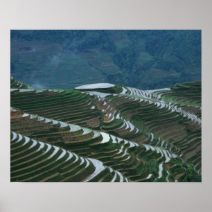 Póster Paisaje de terrazas de arroz en la montaña, 2