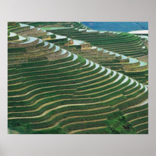 Póster Paisaje de terrazas de arroz en la montaña, 3
