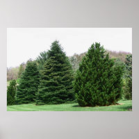 Paisaje del árbol de pino
