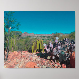 Póster Paisaje del desierto de África Naturaleza Cactus P