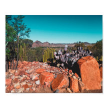 Paisaje del desierto de África Naturaleza Cactus P