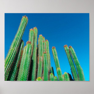 Póster Paisaje del desierto de África Naturaleza Cactus P