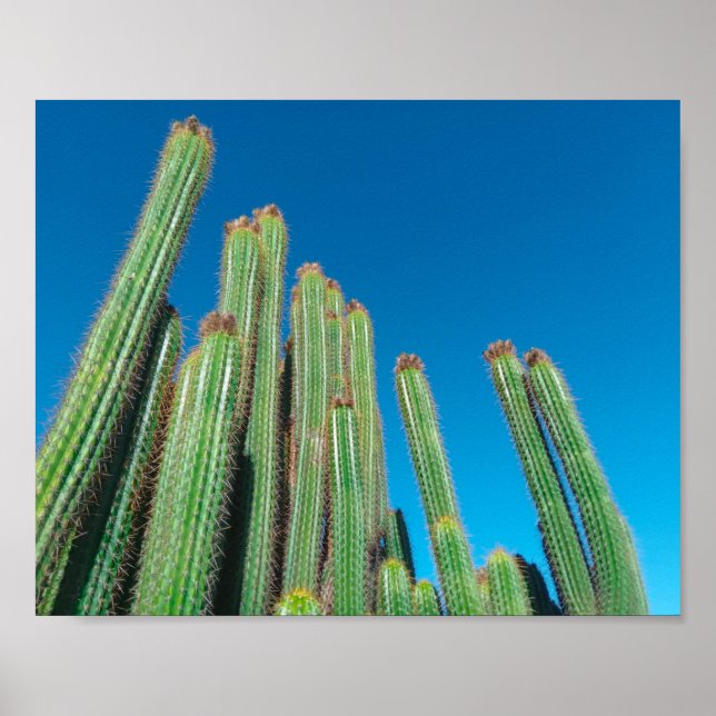 Póster Paisaje del desierto de África Naturaleza Cactus P (Frente)