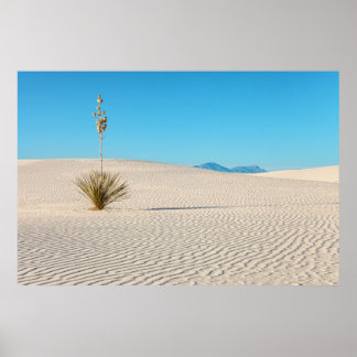 Póster Paisaje del desierto de Arenas Blancas y planta de