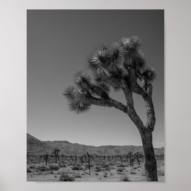 Póster Paisaje del desierto de Joshua Tree - Parque nacio (Frente)
