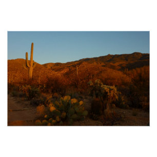Póster Paisaje del desierto de Saguaro Sunset I Arizona