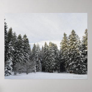 Póster Paisaje del invierno cerca de Koenigsfeld, bosque