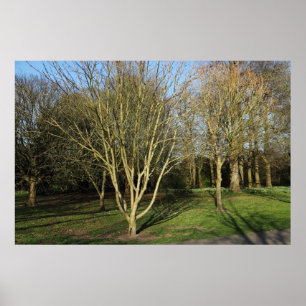 Póster Paisaje en el parque a principios de primavera