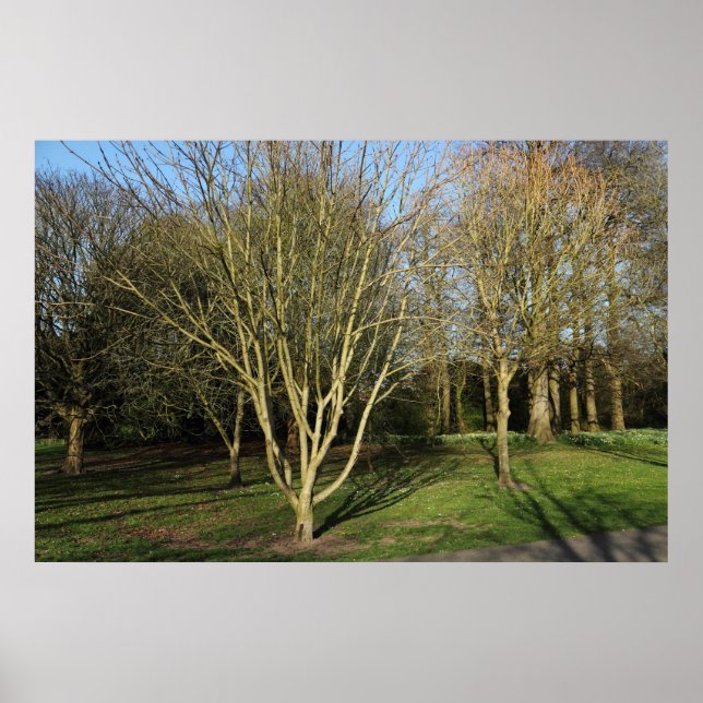 Póster Paisaje en el parque a principios de primavera (Frente)