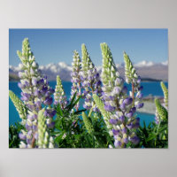 Paisaje florido de Lupine Nueva Zelanda