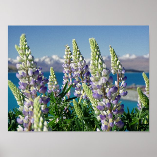 Póster Paisaje florido de Lupine Nueva Zelanda (Frente)