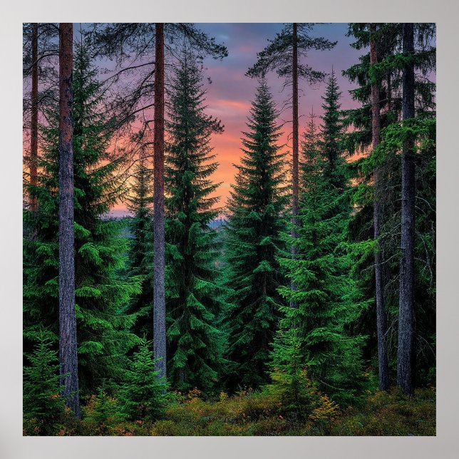 Póster Paisaje forestal al atardecer con verde exuberante (Frente)