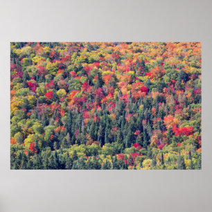 Póster Paisaje forestal de otoño