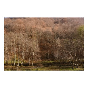 Póster Paisaje forestal de otoño - Naturaleza salvaje Rum