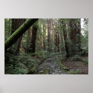 Póster Paisaje forestal del arroyo de Muir Woods