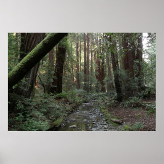 Póster Paisaje forestal del arroyo de Muir Woods