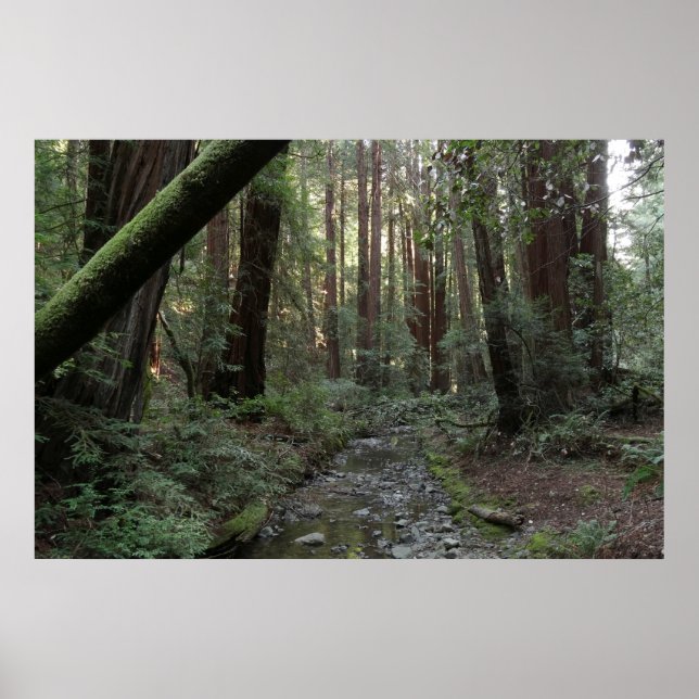 Póster Paisaje forestal del arroyo de Muir Woods (Frente)