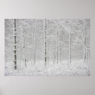 Póster Paisaje forestal invernal con árboles de invierno 