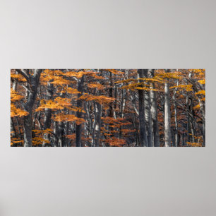 Póster Paisaje forestal panorámico, uhuaia, argentina