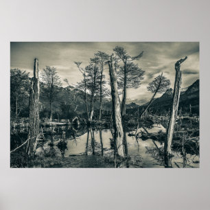 Póster Paisaje forestal seco, Tierra del Fuego, Argentina