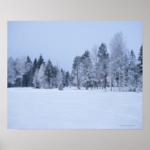 Póster Paisaje frío 8 del invierno Nevado