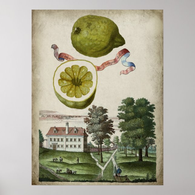 Póster Paisaje italiano Volkamer Citrus Lemon (Frente)