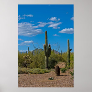 Póster Paisaje natural 3994 del cactus