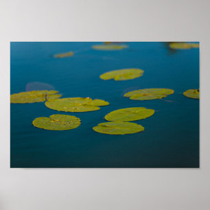 Póster Paisaje natural Agua Lily deja río Pond