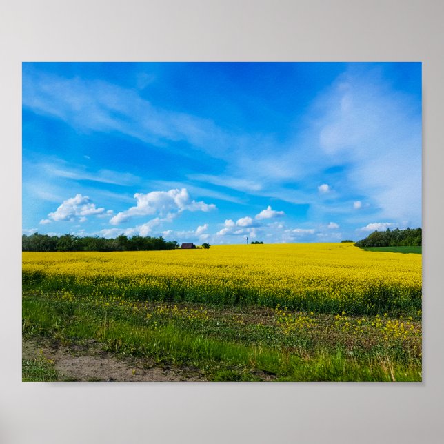 Póster Paisaje natural Canola Campo Rural Bielorrusia (Frente)