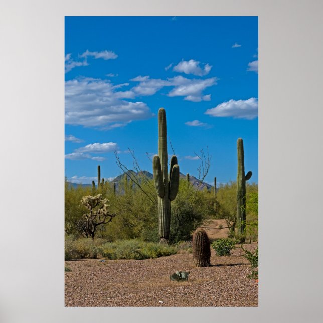 Póster Paisaje natural de Cactus 3994 (Frente)