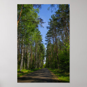 Póster Paisaje natural Paisaje paisaje Bosque Birch Bielo