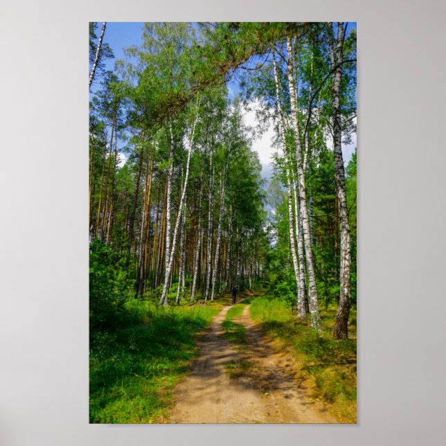 Póster Paisaje natural Paisaje paisaje Bosque Birch Bielo (Frente)