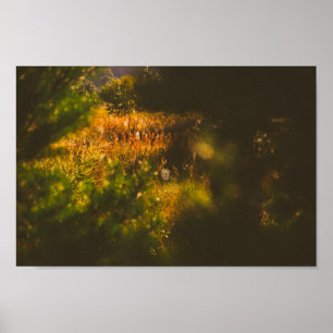 Póster Paisaje natural Paisaje paisaje Bosque Spider Spid