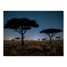 Paisaje nocturno de estrellas y árboles de acacia