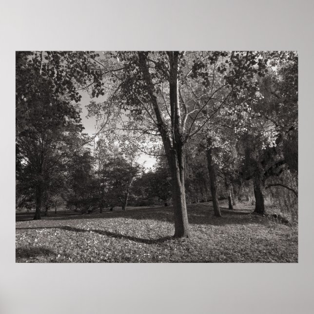 Póster Paisaje otoñal Bute Park Cardiff (Frente)