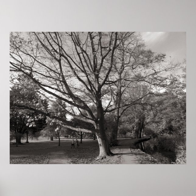 Póster Paisaje otoñal Bute Park Cardiff (Frente)