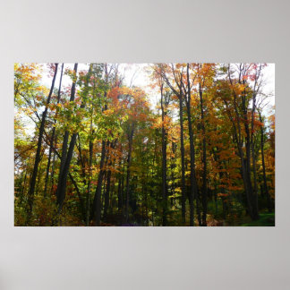 Póster Paisaje otoñal del bosque de otoño iluminado por e