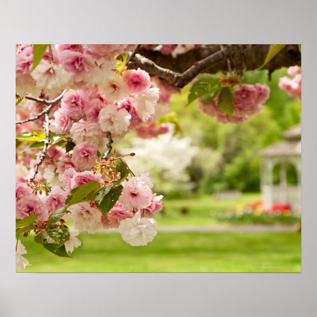 Póster Paisaje perfecto con un cerezo floreciente (Frente)