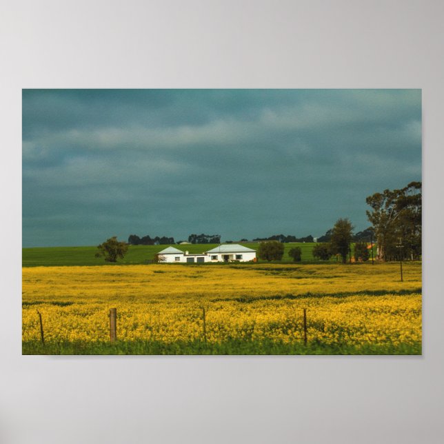 Póster Paisaje rural de Sudáfrica Campos de Canola Poster (Frente)