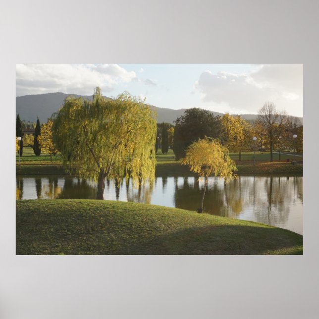 Póster paisaje soleado con sauces junto al agua (Frente)