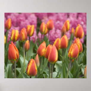 Póster Países Bajos (alias Holanda), Lisse. Keukenhof