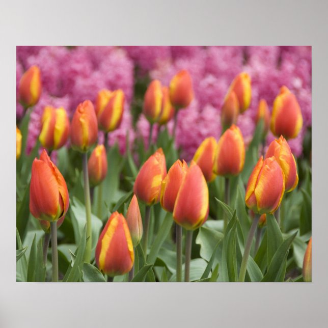 Póster Países Bajos (alias Holanda), Lisse. Keukenhof (Frente)