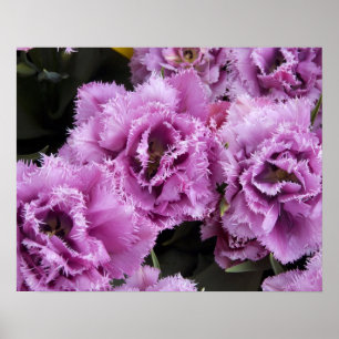 Póster Países Bajos (alias Holanda), Lisse. Keukenhof 2