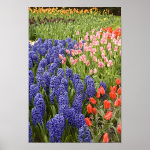Póster Países Bajos (Holanda), Lisse. Keukenhof 2