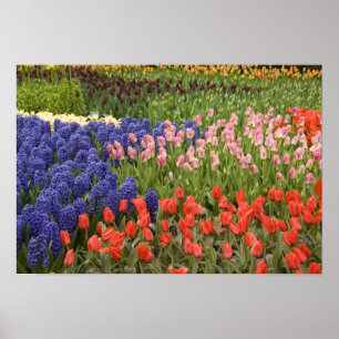 Póster Países Bajos (Holanda), Lisse. Keukenhof 9