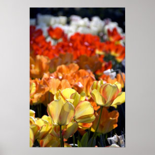 Póster Países Bajos (también conocido como Holanda), Liss