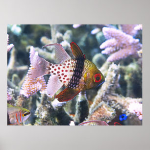 Póster Pajama Cardinalfish