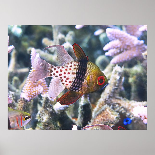 Póster Pajama Cardinalfish (Frente)