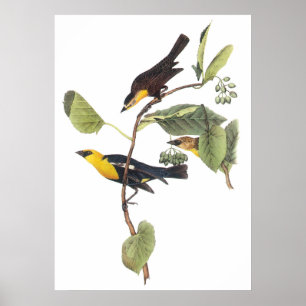 Póster Pajarera machista